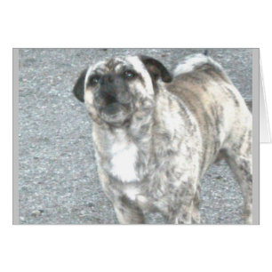 Verschlimmernder bellender Bulldogge