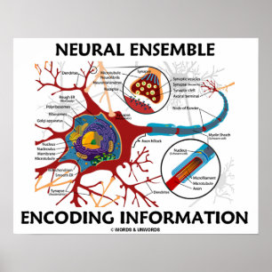 Verschlüsselungsinformationen für neuronales Ensem Poster