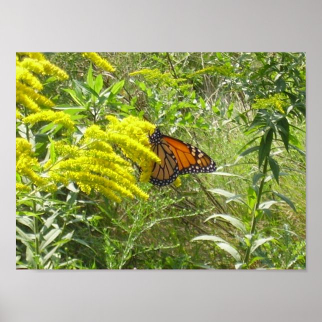 Verschütten Sie den Stab verderben den Schmetterli Poster (Vorne)