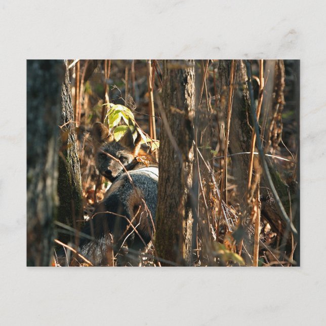 Verschwiegener Fuchs Postkarte (Vorderseite)