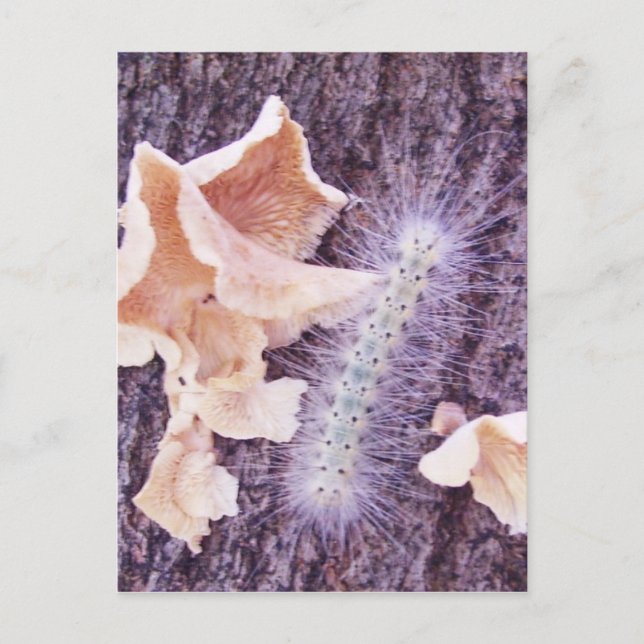 verschwommene Raupe und Pilze Postkarte (Vorderseite)