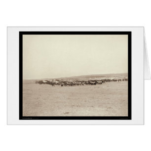 Versorgungs-Lastwagen u. Satz-Maultiere Sd 1887