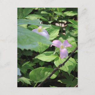 Verspätete Saison Trillium Postkarte