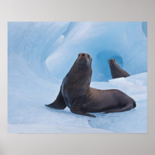 Verspielte Stern-Seelöwen ringen auf einem Eisberg Poster