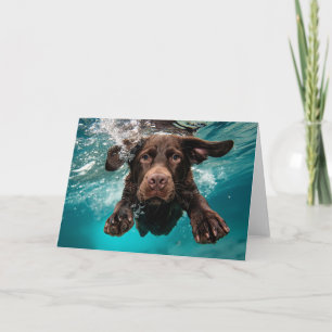 Verspielter Chocolate-Labrador schwimmt unter Wass Karte