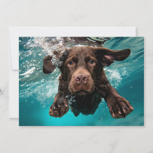 Verspielter Chocolate-Labrador schwimmt unter Wass Karte