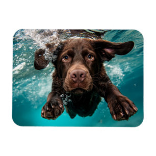 Verspielter Chocolate-Labrador schwimmt unter Wass Magnet
