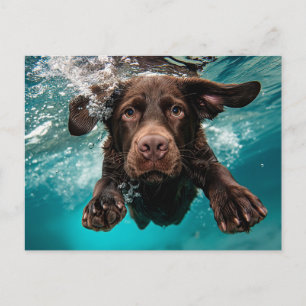 Verspielter Chocolate-Labrador schwimmt unter Wass Postkarte
