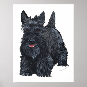 Verspielter Scottish Terrier Poster