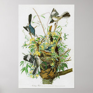 Verspottende Vogel-John James Audubon-Vögel von Poster