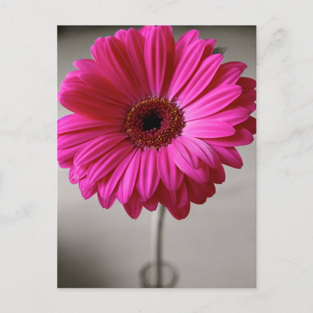 Versprechen Gerbera Postkarte (Vorderseite)