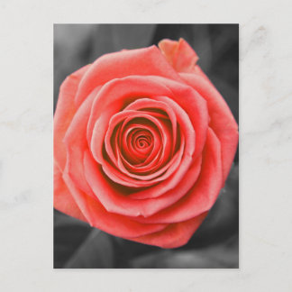Versprechen-Rose Postkarte