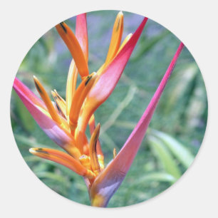 Verstärkte Hawaiianische Heliconia-Blume Runder Aufkleber