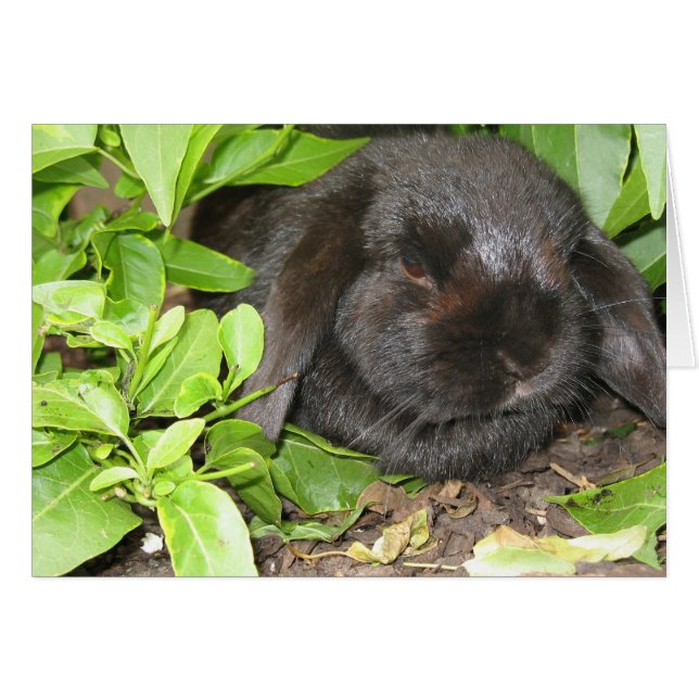 Versteck (Vorderseite (Horizontal))