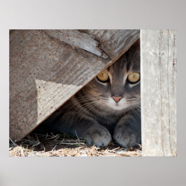 verstecken-a-Kitty Poster (Vorne)