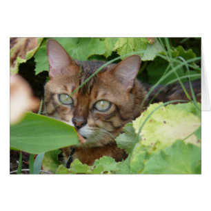 Verstecken im Garten