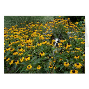 Verstecken im Rudbeckia - Lola B. Boston
