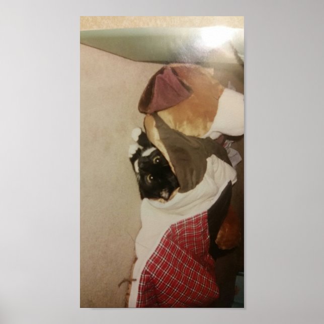 verstecken sich unter einem Deckenkätzchen Poster (Vorne)