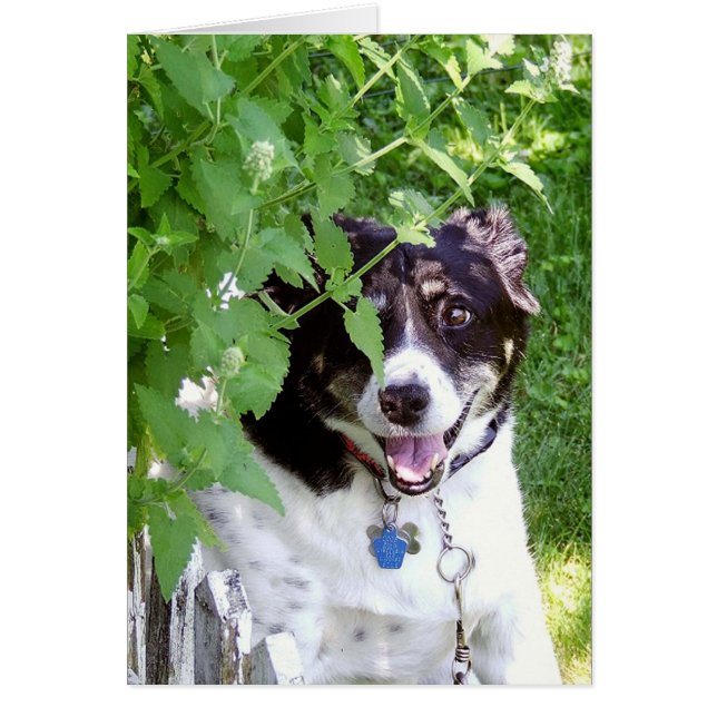 verstecken und suchen (Vorne)