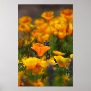 versteckter Mohn Poster