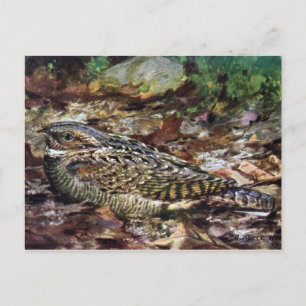 Versteckter Whippoorwill Postkarte