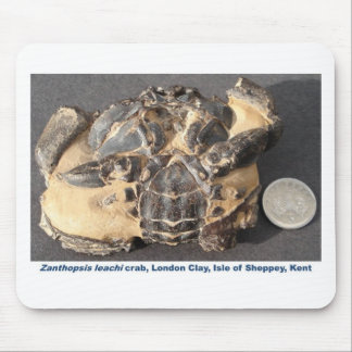 Versteinerte Krabbe vom Eozän-London-Lehm Mousepad