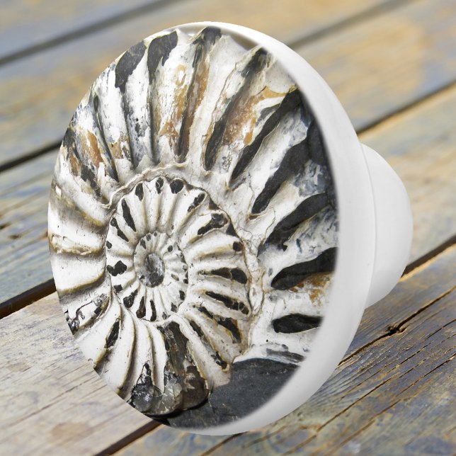 Versteinerte Nautical Fossil Spiral Keramik Knob Keramikknauf (A beautiful petrified nautilus fossil ceramic door knob in neutral colors - beach house decoration)