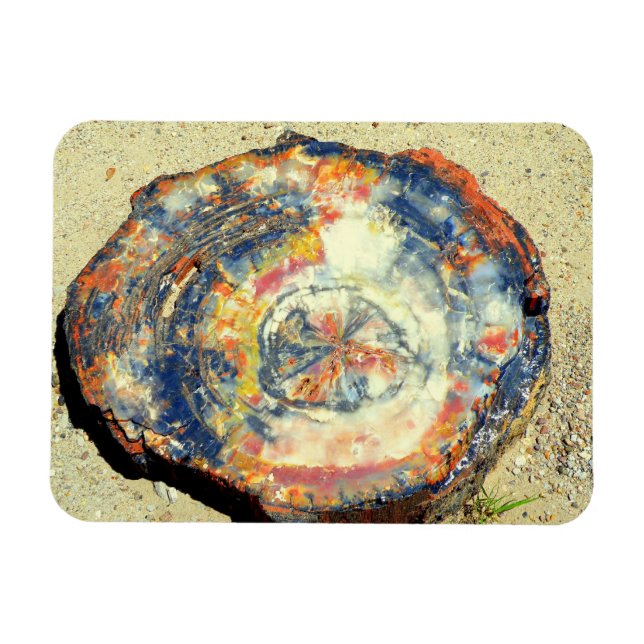 Versteinerter Wald-Nationalpark Magnet (Horizontal)