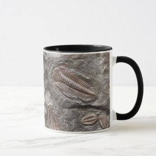 Versteinertes Trilobites: TRILOBITE FOSSILIEN Tasse