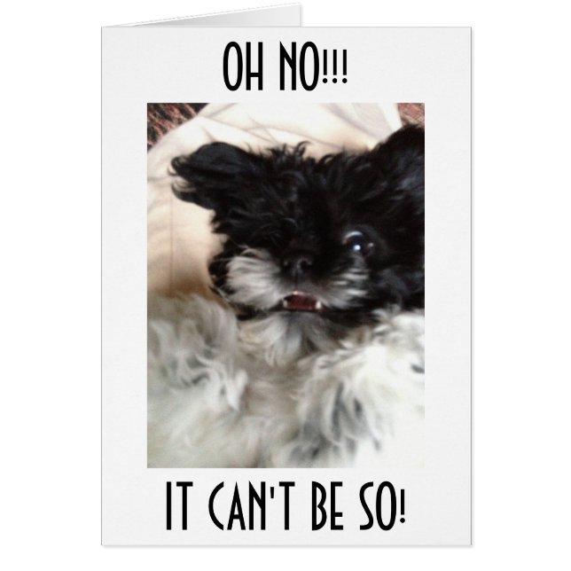 VERSUCHT HAVANESE KANN NICHT BELEIHEN, DASS SIE "4 (Vorne)