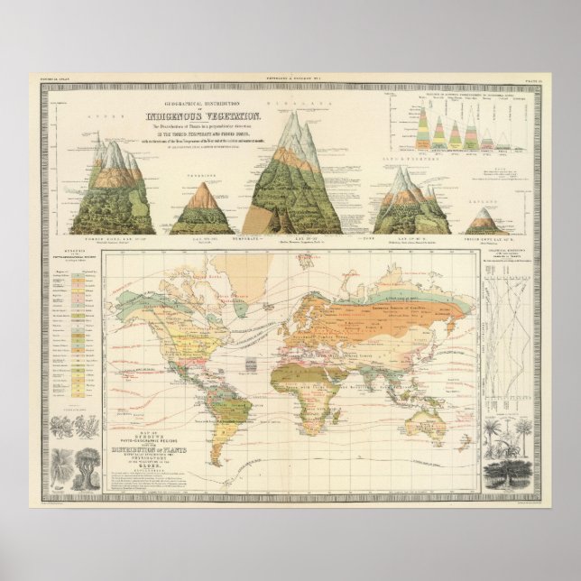 Verteilungsvegetation Poster (Vorne)