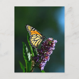 Vertikale Postkarte für Monarch Flutters