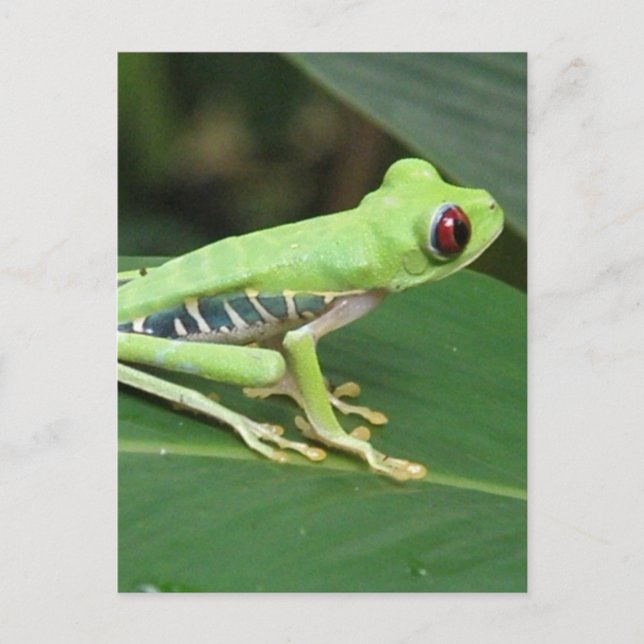 Vertikale Postkarte - Maßgeschneiderte Vorlage (Vorderseite)
