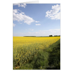 Vertikales Panorama eines gelben Canola-Feldes im
