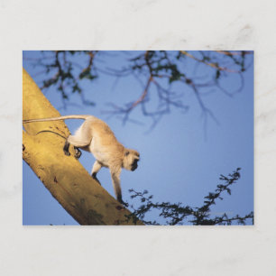 Vervet Affe auf Baumzweig, Serengeti Postkarte