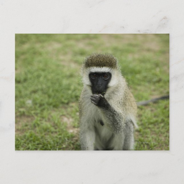 Vervet Affenessen, Afrika Postkarte (Vorderseite)
