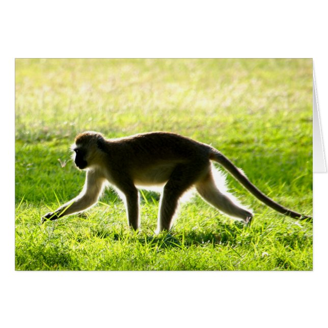 Vervet Monkey Morning (Vorderseite (Horizontal))