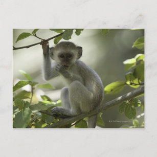 Vervet Monkey, Simbabwe Postkarte