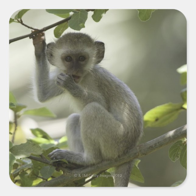 Vervet Monkey, Simbabwe Quadratischer Aufkleber (Vorderseite)
