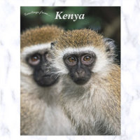 Vervet Monkeys in Nairobi Kenya