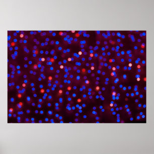 Verwackelte Weihnachtslichter. Blurred abstr Poster
