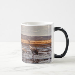 Verwandelnde Tasse/Sandhill streckt @ Innoko NWR Verwandlungstasse