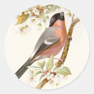 Verwandter Wild Birds Swaysland Great Bullfinch Runder Aufkleber
