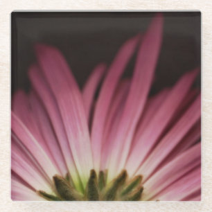 Verwelktes lila Gänseblümchen Glasuntersetzer