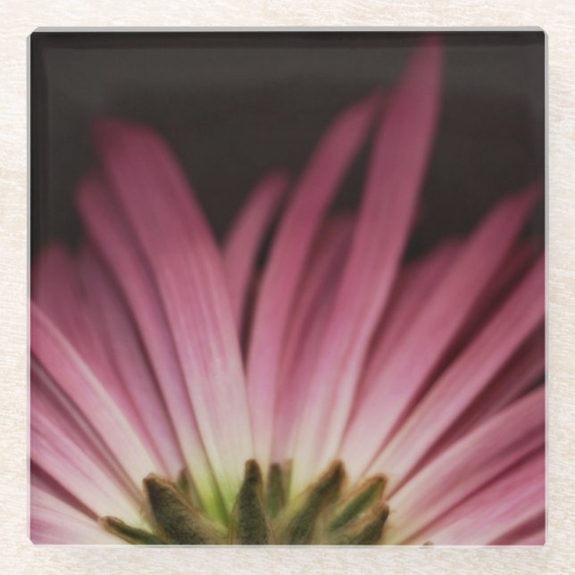 Verwelktes lila Gänseblümchen Glasuntersetzer (Vorderseite)