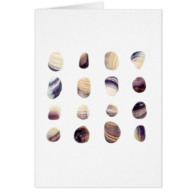 Verwitterte Seashells (Vorne)