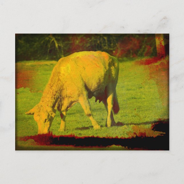 Verwitterte Weide Postkarte (Vorderseite)