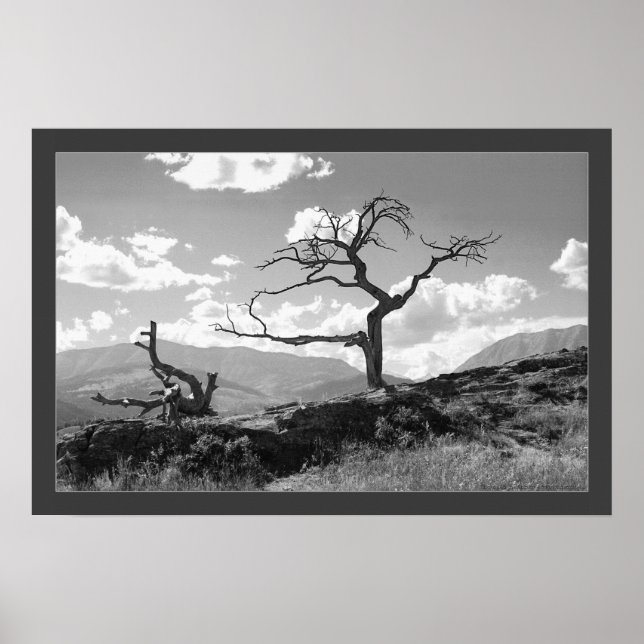 Verwitterter Baum (grenzt) Poster (Vorne)