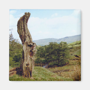 Verwitterter Baum im BRITISCHEN Höchstbezirk Magnet
