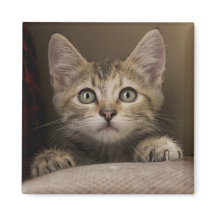 Very Sweet Tabby Kitten